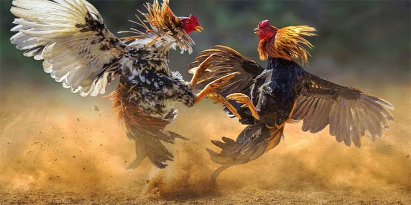 Chiến lược đặt cược Đá gà i9bet hiệu quả