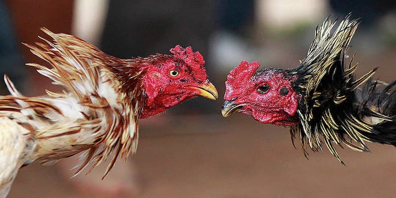 Các sai lầm thường gặp khi tham gia Đá gà i9bet