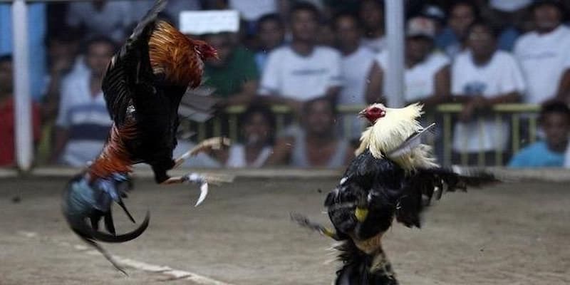 Vì sao nên chọn i9bet cho đá gà cựa dao