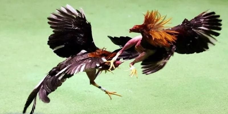Sức hút không thể chối từ của đá gà cựa dao