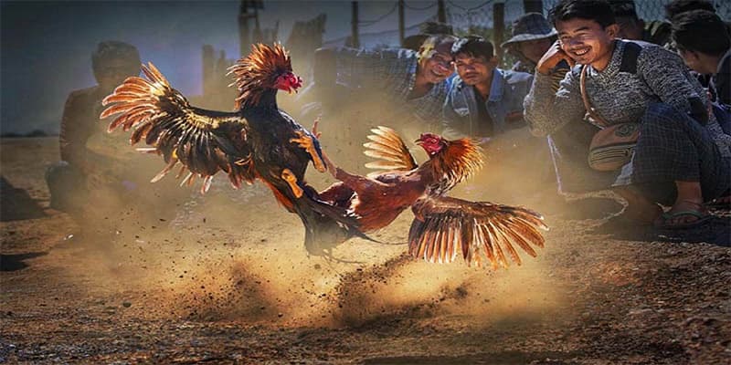 Lý do trực tiếp đá gà Mỹ được yêu thích tại i9bet